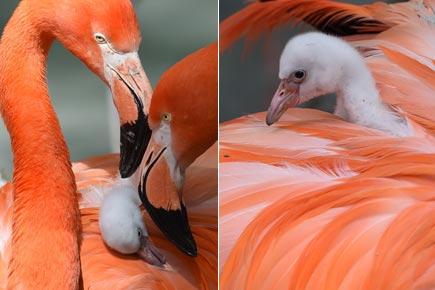How cute! Adorable flamingo chick gets parental care