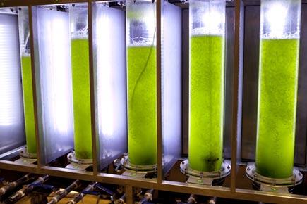 Modified microalgae converts sunlight into cheap drugs