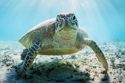 World Turtle Day: 12 fun facts about the water reptile