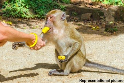 Feeding monkeys may harm their health