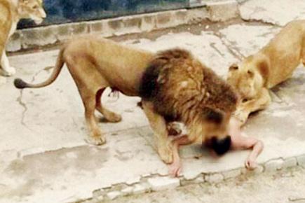 Santiago: Naked suicidal man gets two lions killed