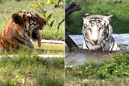 Tigers beat the heat at Chhatbir Zoo in Punjab