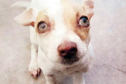 California: Puppy high on heroin and meth sent to rehab