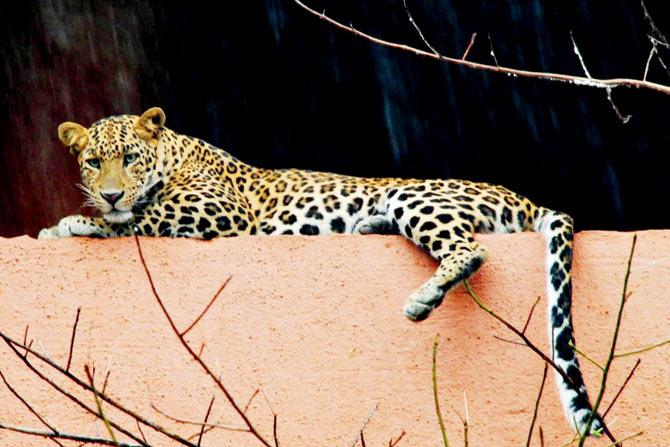 There have been frequent leopard sightings at Royal Palms in Aarey Milk Colony. Pic/ Steven Van Dortmond
