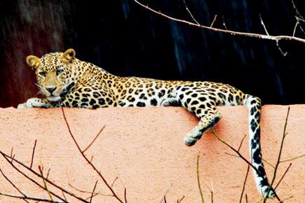 Murbad: Forest department ropes in expert shooter for leopard search