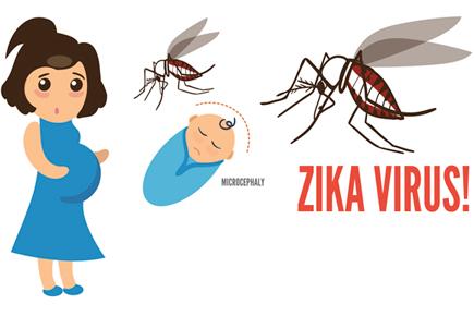 Researchers identify how Zika virus infects placenta