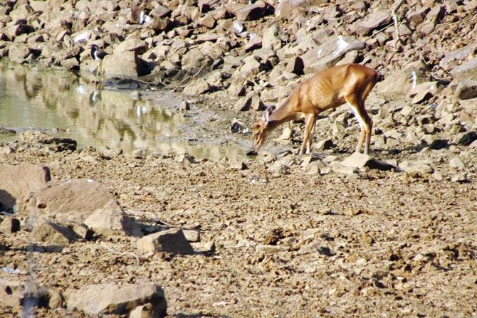 A barking deer (left) is spotted at the water hole but leaves when the sambars (above) raise an alarm