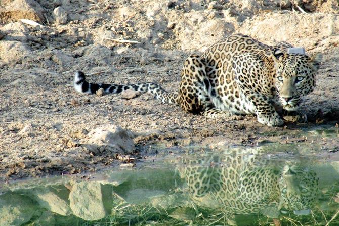 While waiting at the C97 water hole, we spotted a collared leopard. While it was drinking water, a wild pig also entered the area