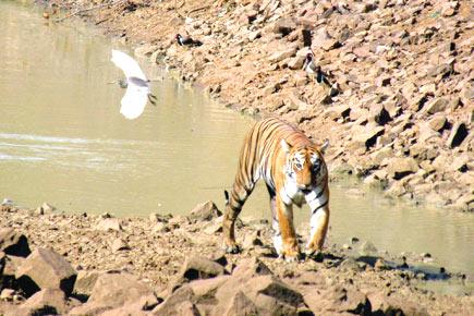Tadoba tales! Maharashtra's reigning tigress teaches cubs to kill