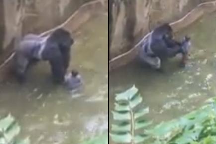 Watch video: Gorilla killed to save 4-year-old in Ohio zoo
