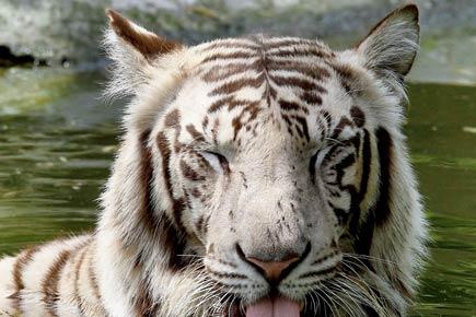 White tiger Vijay's enclosure at Delhi zoo gets a fresh coat of paint