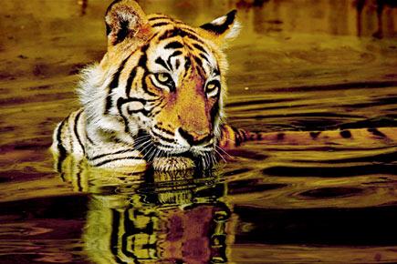 'Mowgli land' is no place for tiger safaris: Centre tells MP