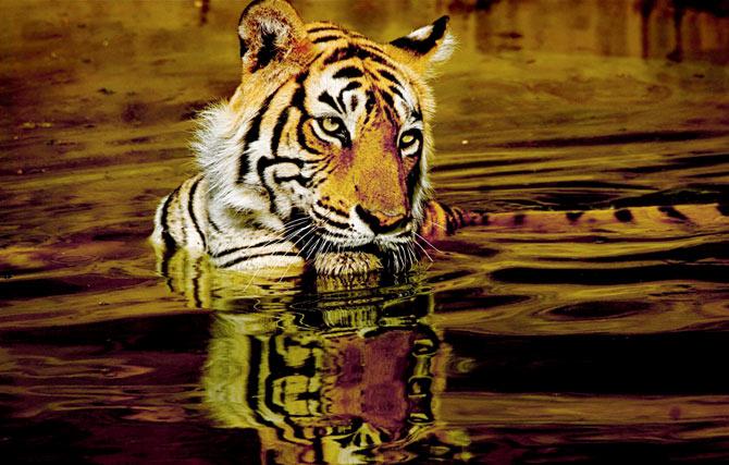 Many wildlife activists have been objecting to the tiger safari in Pench and in Bandhavgarh national parks. File Pic
