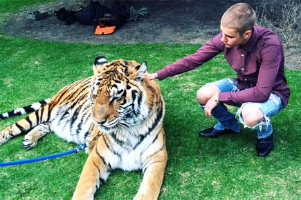 Peta slams Justin Bieber over tiger photo