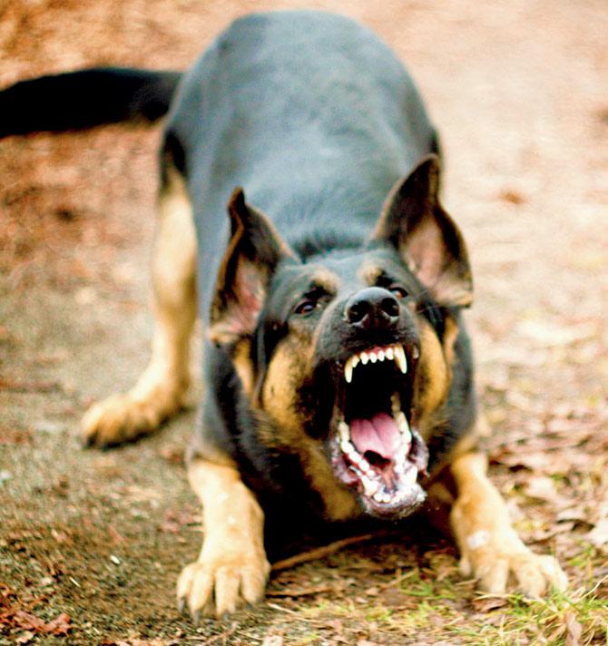 The angry dog ran snarling towards the ISIS fighters. The first jihadi was bitten on the neck and face. The dog then slashed at the second fighter’s arm and leg. Pic for representation/Thinkstock