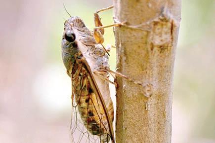 Anand Pendharkar: Call of the cicada
