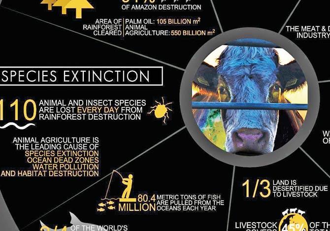A metric infographic  explaining one of the  ill-effects of animal farming.  Pics Courtesy/www.cowspiracy.com