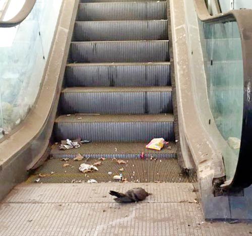 A dead pigeon on the defunct escalator, residents claim it has been there since weeks
