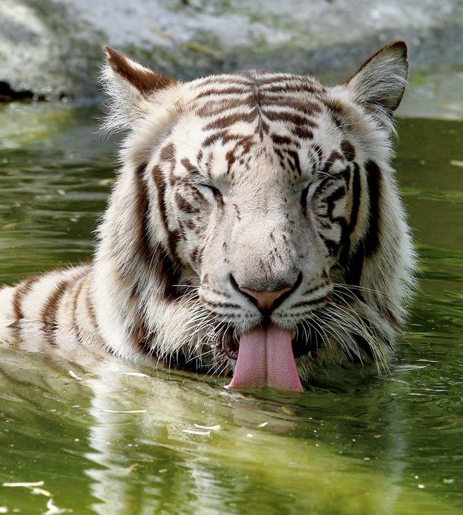 Delhi Zoo has seven white tigers.