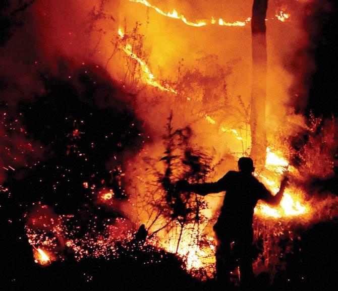 A local tries to douse a forest fire on the outskirts of Shimla. Pic/PTI