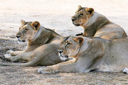 13 Gir lions of same pride caged after spate of attacks