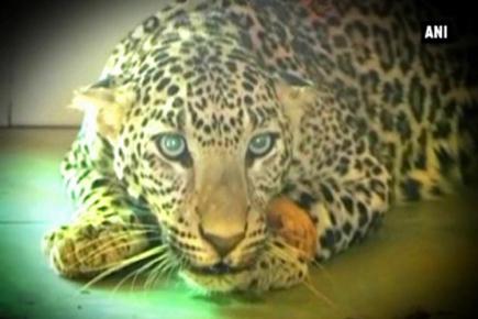 Hunger strike: Panther refuses to eat after being caged 
