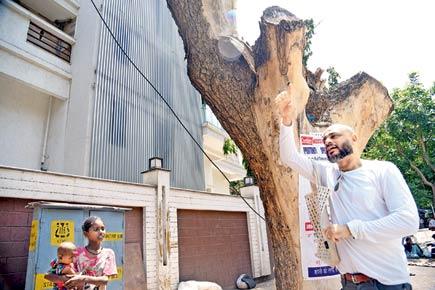 This artist is sourcing tree-memories of 14th Road, Khar