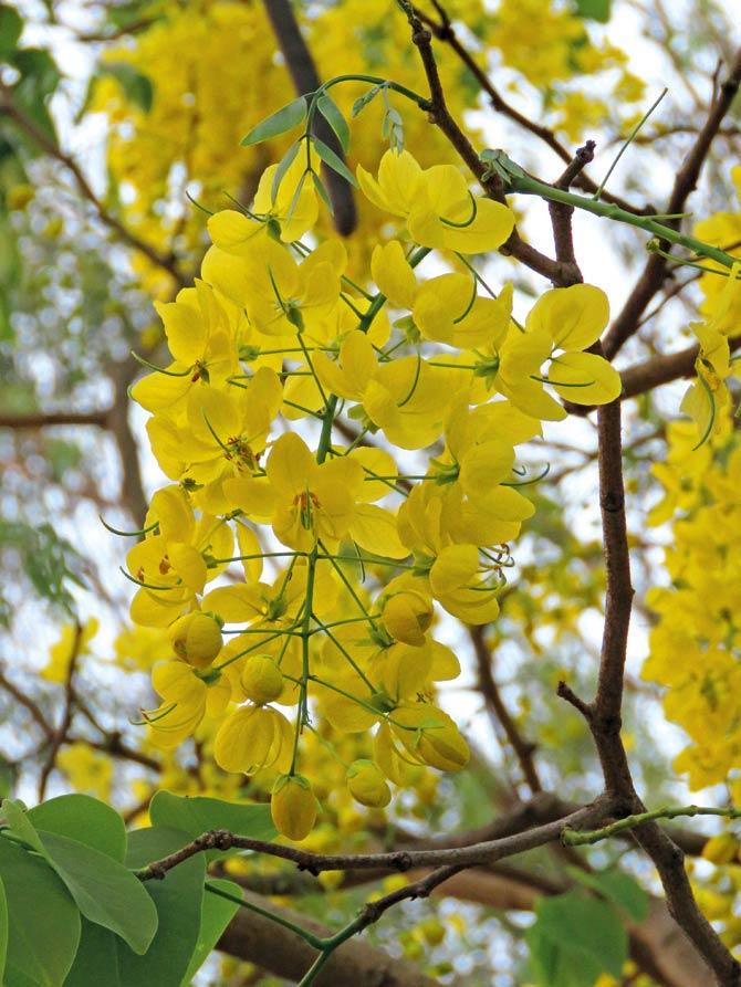Laburnum flowers are golden honey pots for bees and butterflies