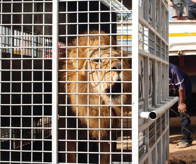 The lions, 24 from circuses in Peru and nine from Colombia, returned to their homeland through a cargo plane. Pics/AFP