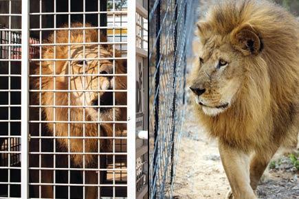 South Africa: 33 former circus lions roar after historic rescue