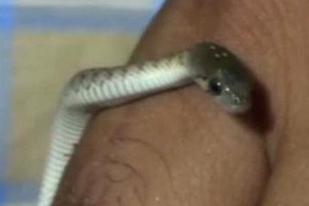 Man finds over 30 baby cobras under his bathroom