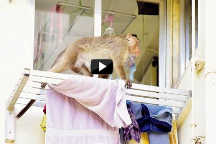 Watch Video: Monkey terrorises residents of Juhu society 