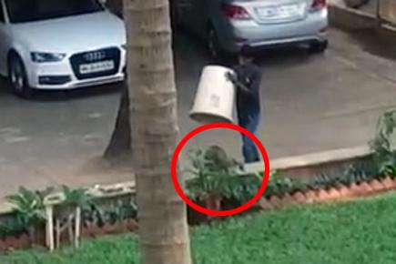 Mumbai: Monkey tricks man to escape from his trap
