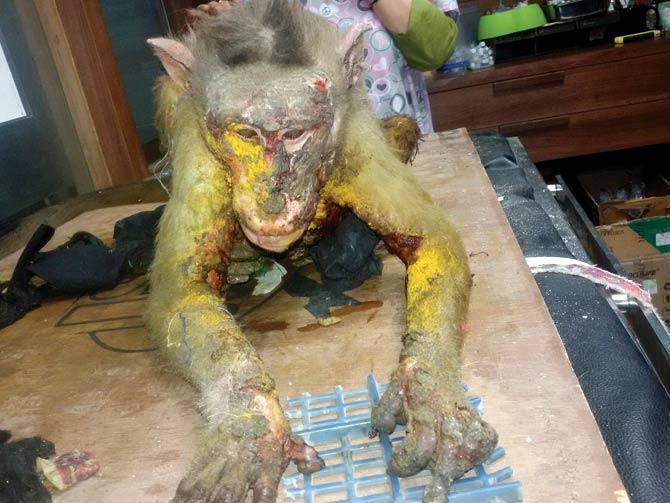 Activists found this monkey, a victim of an acid attack, near Bhandup in February. It was rushed to the Thane BSPCA, but died the next day
