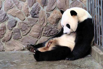 Phantom panda becomes mum for real