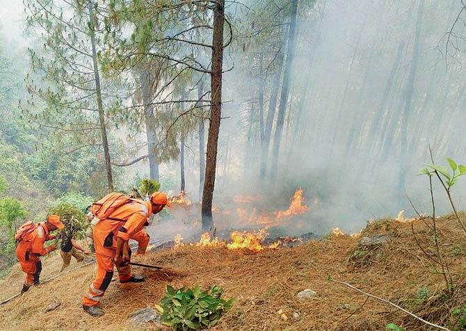 NDRF personnel extinguish a fire in the forests of Pauri Garhwal earlier this month. The hills have been full of forest fires through April and May. Pic/PTI