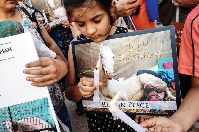 Activists in Delhi hold a placard and light candles as they pay tribute to police horse Shaktiman, who died on April 20, succumbing to injuries it received when BJP  MLA Ganesh Joshi attacked it a month before. While Joshi was arrested on March 18, he was later released on bail. Pic/AFP