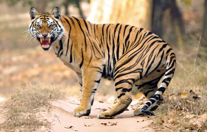 A tiger snarls back at the camera at Bandhavgarh