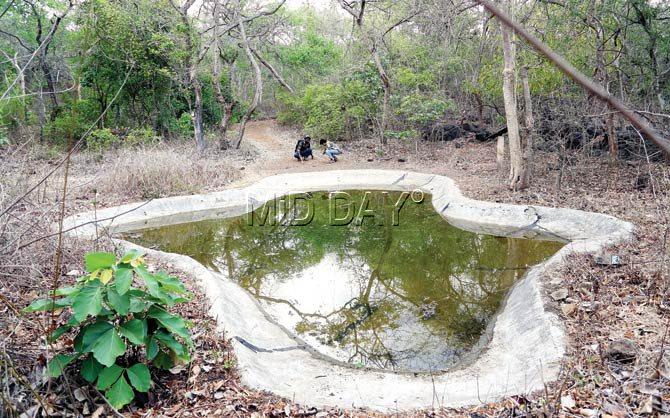 By analysing its pugmarks, two volunteers try to figure out which animal visited a waterhole in Yeoor. Pic/Darshan Ambre