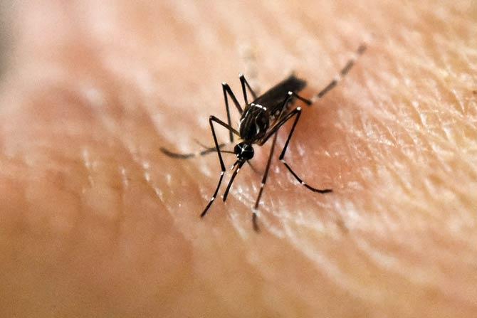 An Aedes Aegypti mosquito. Pic/AFP