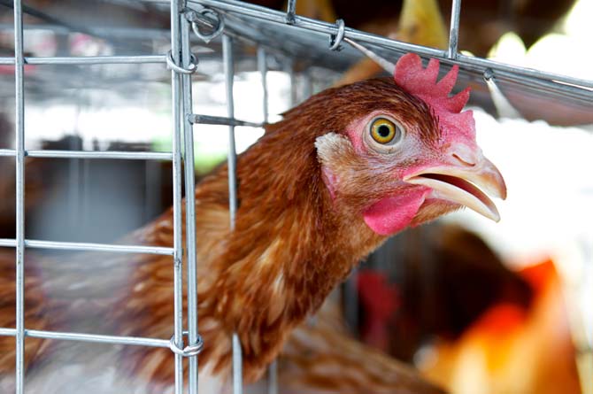 1.3-lakh Avian flu-hit hens to be culled in Karnataka