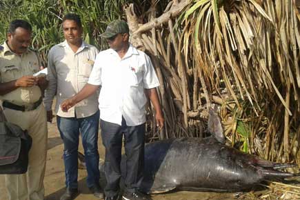 Dead dolphin washes ashore at Malad beach