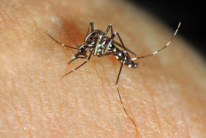 Dengue costs the world USD 8.9 billion annually