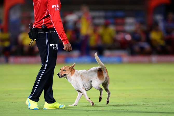 The dog seemed to have somethings to discuss with the umpire.