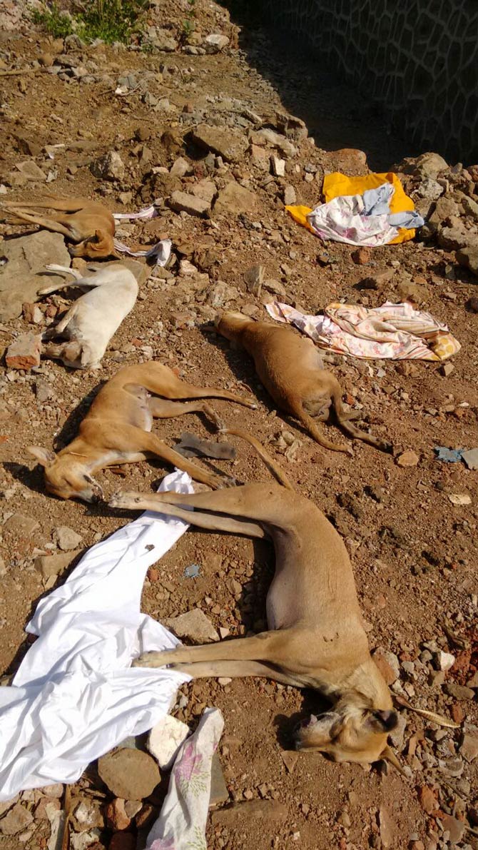 Bhayandar stray dogs poisoning