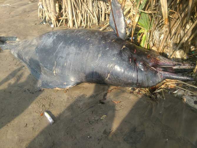 Dead dolphin washes ashore at Mumbai beach