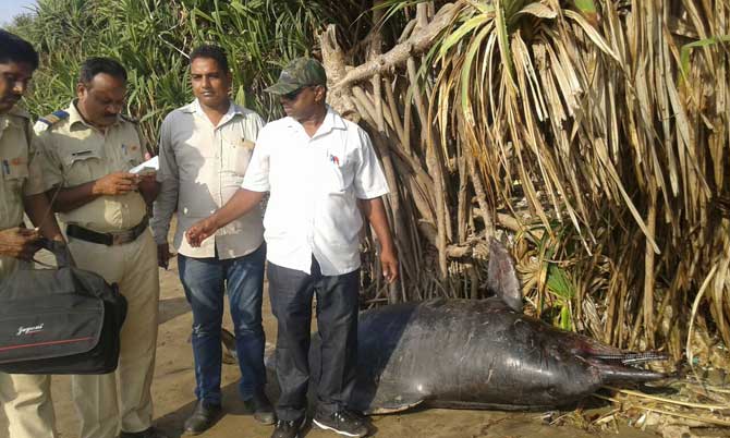 Forest department officials and police officers near the corpse of the dolphin