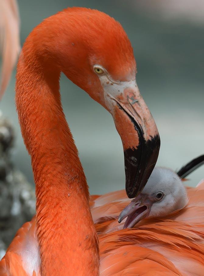 A flamingo chick was pictured receiving some love from its parents in a zoo in Munich, southern Germany