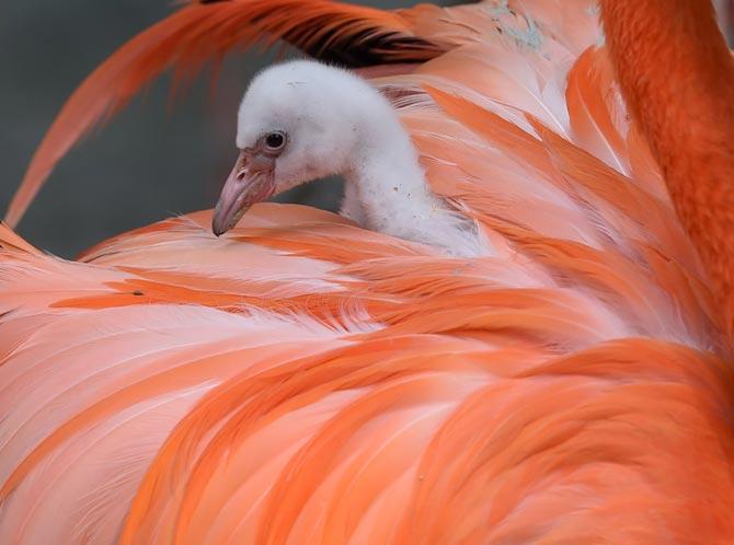 A flamingo chick was pictured receiving some love from its parents in a zoo in Munich, southern Germany