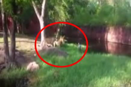 Watch: Drunk man falls into lion's enclosure at Telangana zoo, rescued